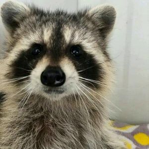 Meet your Posher, Isabella